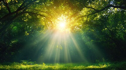 Sunbeams in lush forest, nature scene, peaceful background, ideal for relaxation themes