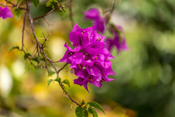 Fototapeta premium Beautiful pink Bougainvillea blooming summer Hawaii