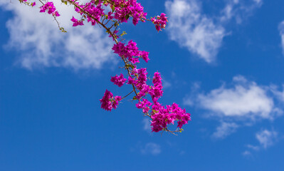 Beautiful pink Bougainvillea blooming summer Hawaii