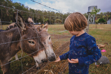 Young boy hand feeding donkeys