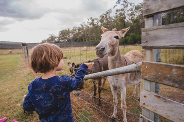 Boy hand feeding donkey with its head up