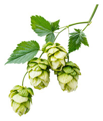 Hops plant with fresh green cones on vine branch isolated on transparent background