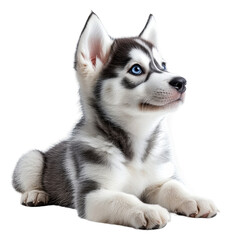 Fototapeta premium Playful husky puppy with striking blue eyes isolated on transparent background