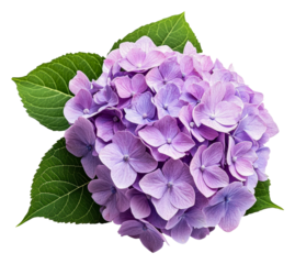 Beautiful hydrangea blooms in soft lavender shades isolated on transparent background