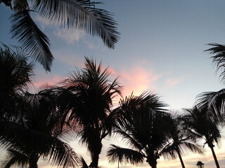 Palmeras en atardecer