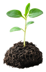 Green seedling growing in rich dark soil isolated on transparent background