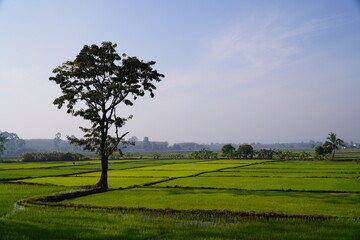 Green rice fields paddy fields showing new green rice plants growing creating beautiful green landscape