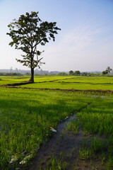 Green rice fields paddy fields showing new green rice plants growing creating beautiful green landscape