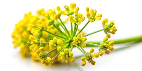 Macro Woad Flower Photography, Close Up Isatis tinctoria, White Background, Detailed Plant Image, Herbal Bloom
