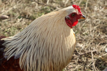 Poulet blanc et noir