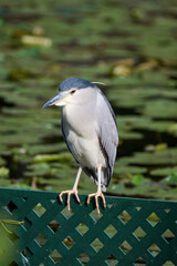 black-crowned night heron (Nycticorax nycticorax) in Tsing Yi, Hong Kong at sunny day