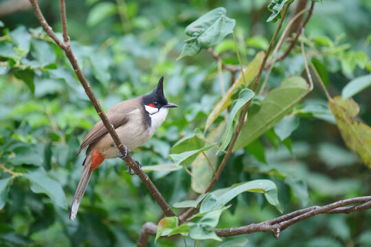 red-whiskered bulbul (Pycnonotus jocosus) in Tsing Yi, Hong Kong at sunny day