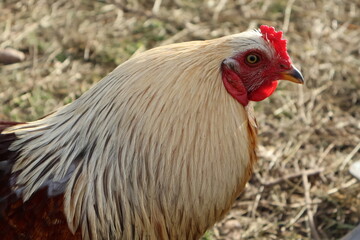 Poulet blanc et noir