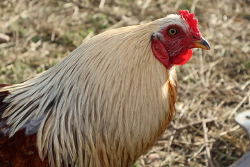 Poulet blanc et noir
