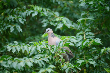 Eastern spotted dove (Spilopelia chinensis) in Tsing Yi, Hong Kong at sunny day
