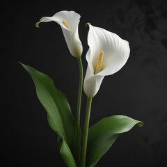 Obraz premium Graceful white calla lily on black background with copy space, memorial detail, sympathy offering, remembrance photography