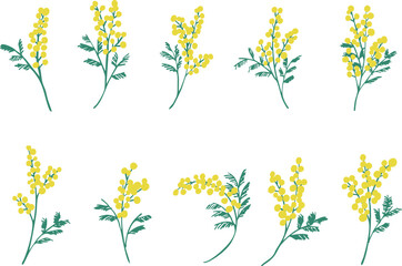 ミモザのベクターイラスト。春のミモザ装飾背景。黄色いミモザの植物背景フレーム。Mimosa vector illustration. Spring mimosa decoration background. Yellow mimosa plant background frame.