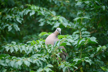 Eastern spotted dove (Spilopelia chinensis) in Tsing Yi, Hong Kong at sunny day