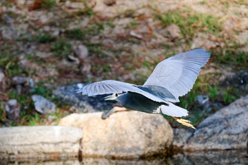 black-crowned night heron (Nycticorax nycticorax) in Tsing Yi, Hong Kong at sunny day