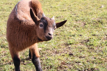 Chèvre marron