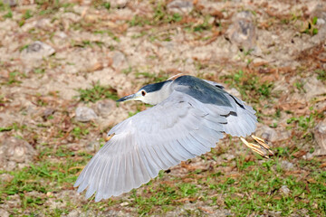 black-crowned night heron (Nycticorax nycticorax) in Tsing Yi, Hong Kong at sunny day