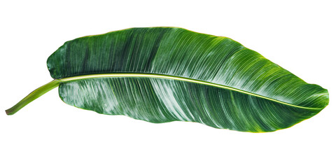 Fototapeta premium Fresh green banana leaf isolated on transparent background.