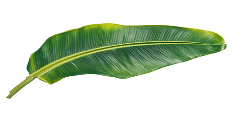 Obraz premium Fresh green banana leaf isolated on transparent background.