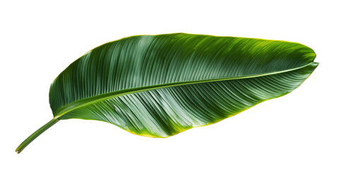 Fototapeta premium Fresh green banana leaf isolated on transparent background.