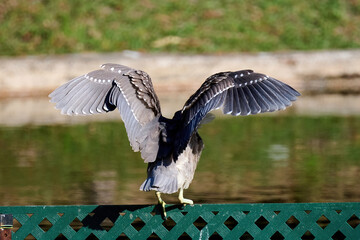 juvenile Black-crowned night heron (Nycticorax nycticorax) in Tsing Yi, Hong Kong at sunny day