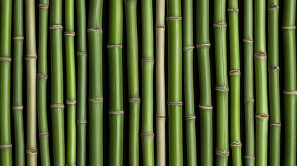 Fototapeta premium A close-up view of green bamboo stalks arranged vertically.