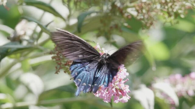 Blue Swallowtail Butterfly Pollinating a flower