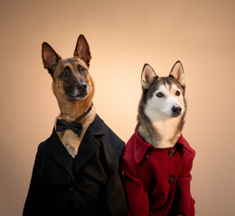A Malinua and Siberian Husky dressed in elegant black and red suits pose against a neutral backdrop. The sophisticated attire emphasizes their regal and classy appearance.