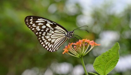 Fototapeta premium Striking black and white butterfly perched on a vibrant orange flower.