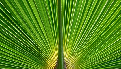Vibrant green palm frond, radiating outwards from its center.  Nature's intricate design.