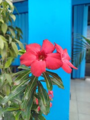 frangipani flowers bloom in the morning