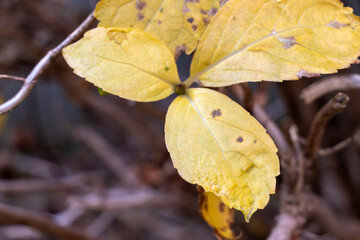 黄色く枯れたアジサイの葉