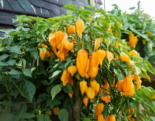 Caroline Reaper Chili