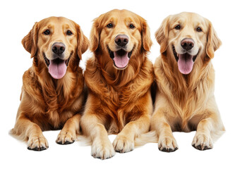 Golden retrievers playing together isolated on transparent background