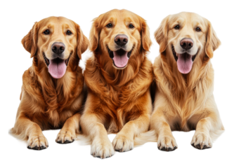 Golden retrievers playing together isolated on transparent background