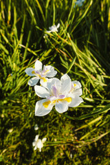Flowers in the gardens.
