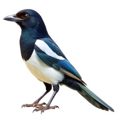 Fototapeta premium magpie isolated on white background