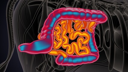 cow digestive system lungs and large intestine system anatomy. 3d illustration