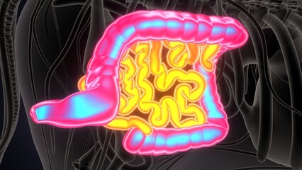 cow digestive system lungs and large intestine system anatomy. 3d illustration