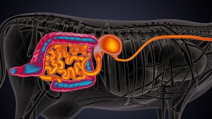 cow digestive system lungs and large intestine system anatomy. 3d illustration