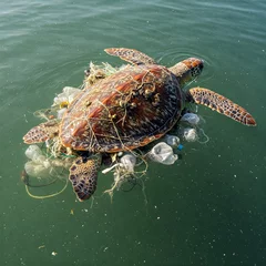 Fotobehang sea turtle swimming © Joshi Studio