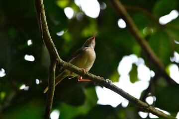A small, colorful bird perched on a green leaf in a natural setting, holding a piece of material, possibly for nest-building, amidst lush vegetation