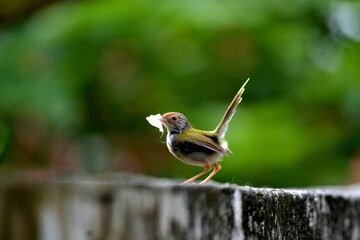 A close-up of a small bird standing on a concrete fence, holding a piece of white material for nesting in its beak. The vibrant green background adds a soft, natural bokeh effect