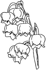 illustration of lily of the valley flowers