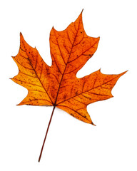 Fototapeta premium Bright orange maple leaf showcasing autumn beauty isolated on transparent background