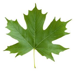 Fototapeta premium Maple leaf showing rich green color and detail isolated on transparent background